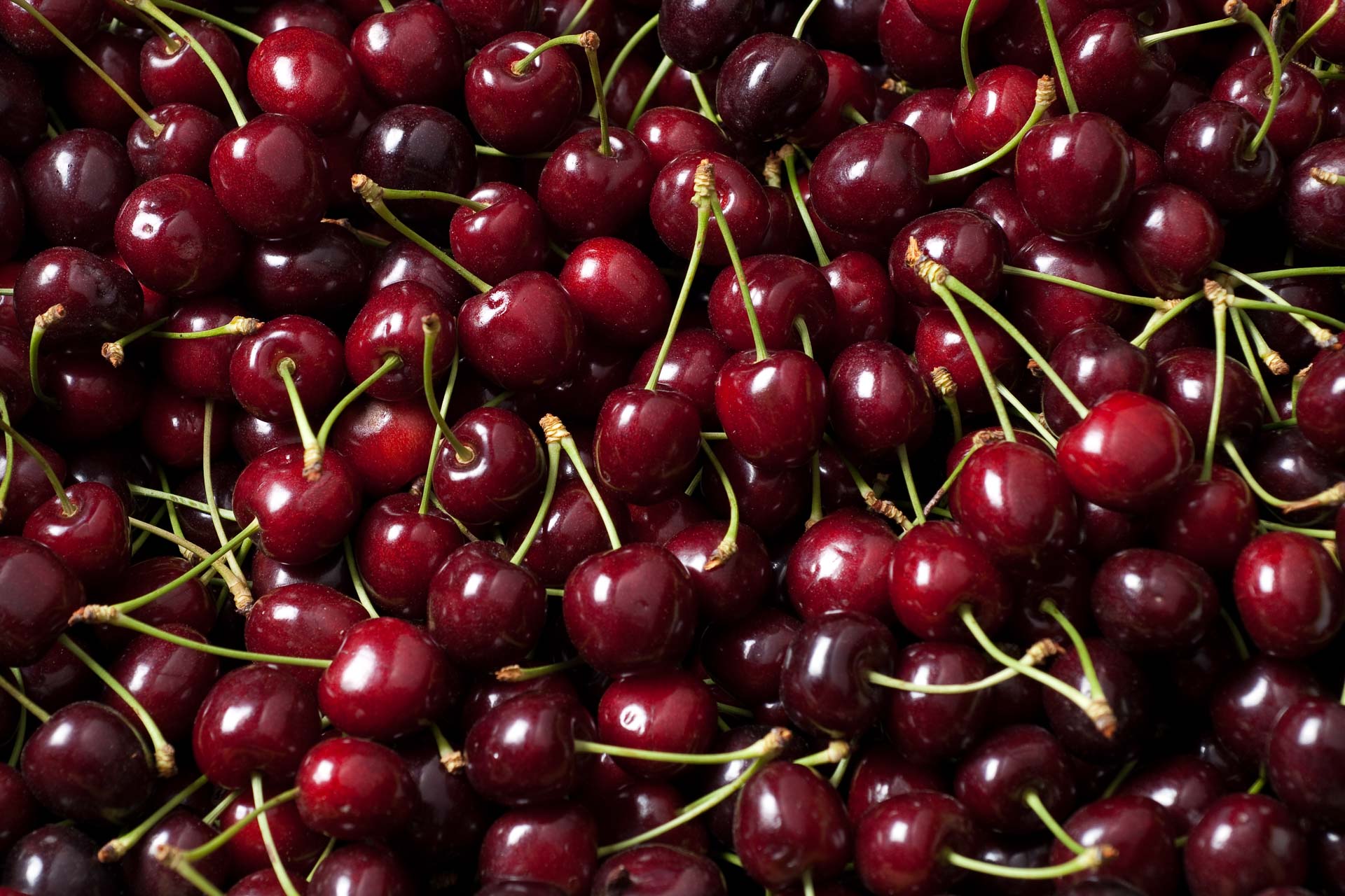 cerises griotte