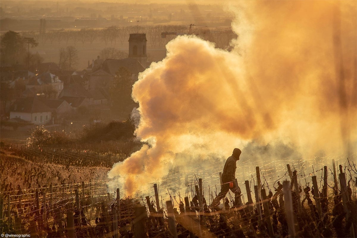 Oscar Oliveras/@wineographic, Pommard Pruning