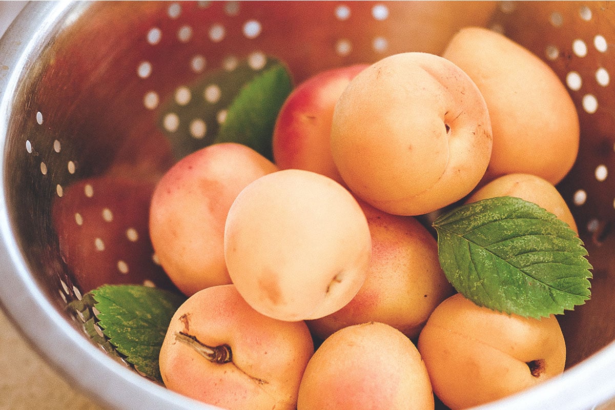Abricots