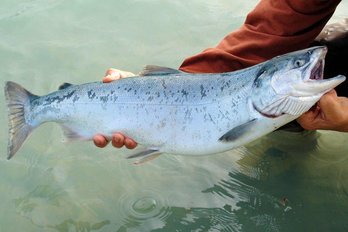 Saumon d'Alaska