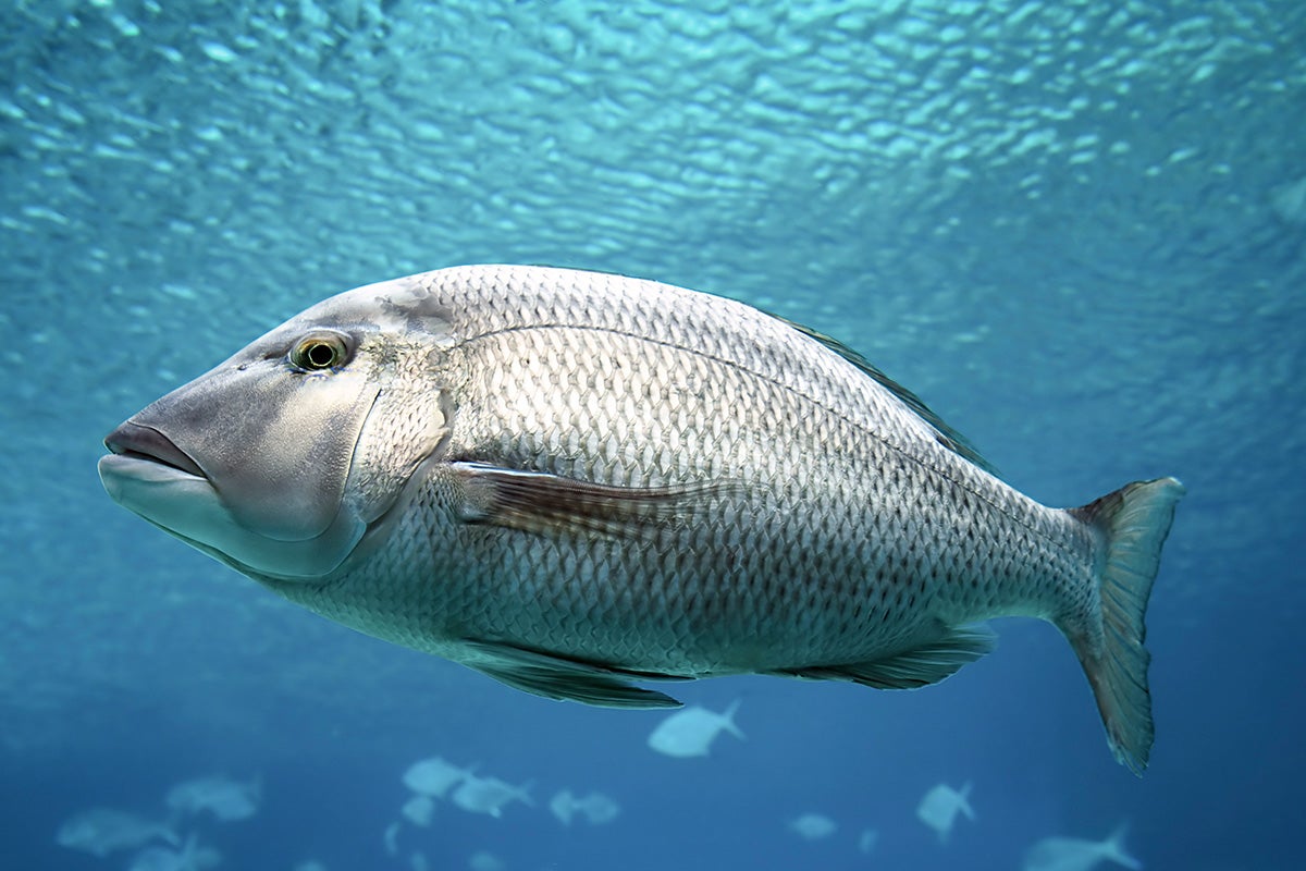 Barramundi (d'élevage)