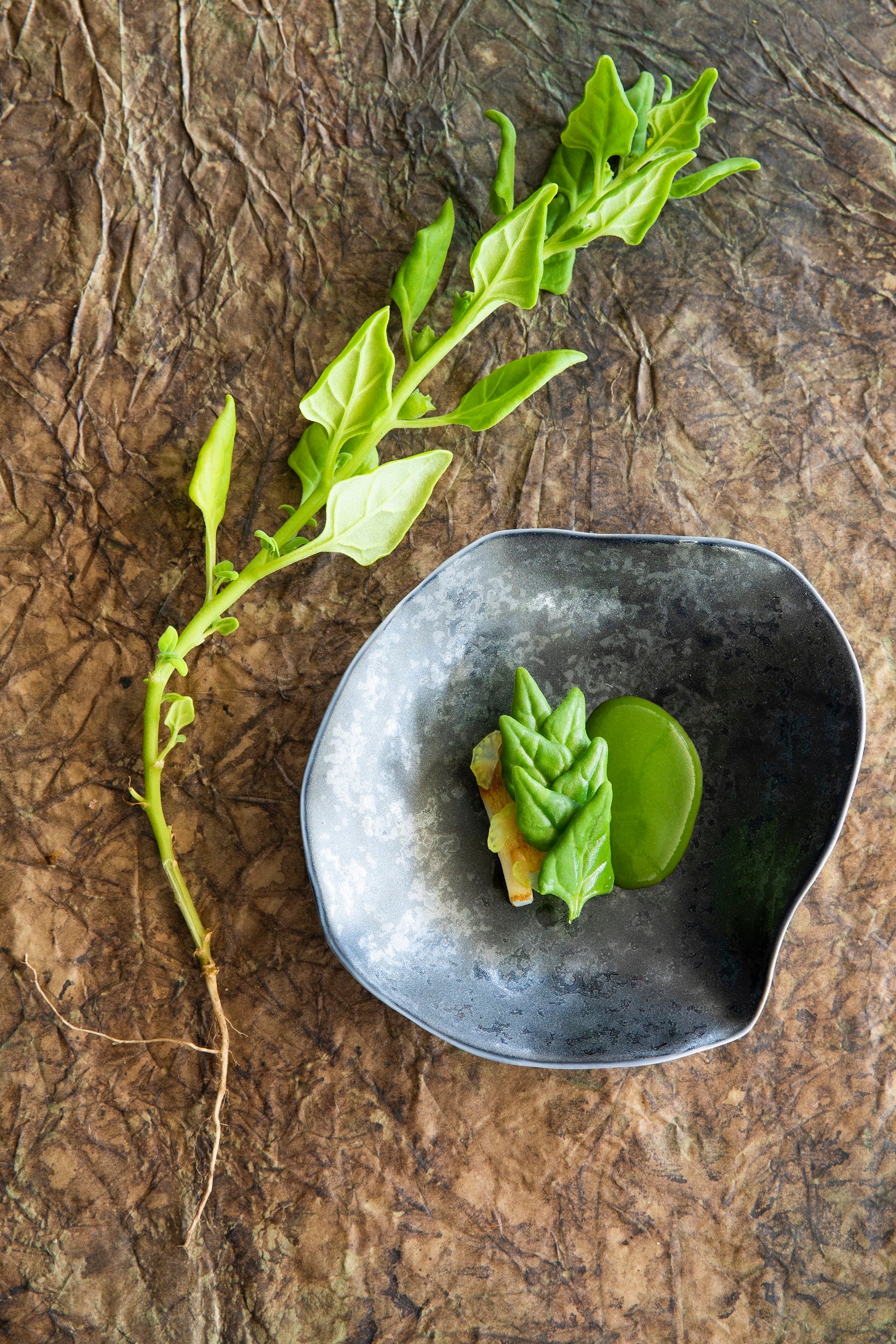 Calamar, Mirazur quitte l'univers