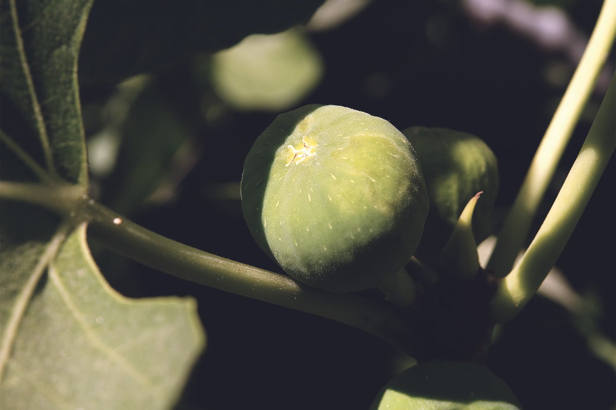 Les figues de Calimyrn