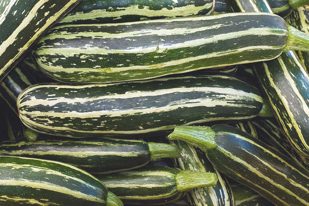 Courgette Coucourzelle