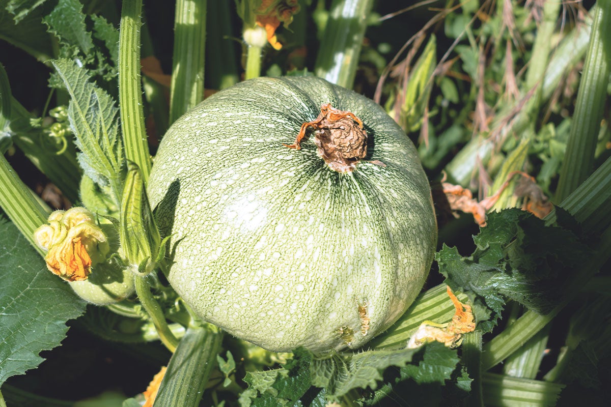 Courgette de Nice