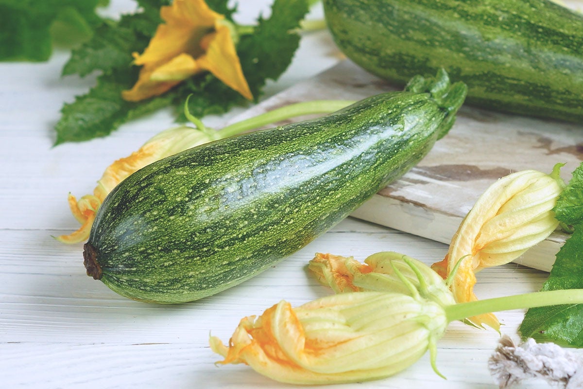 Courgette grisette de Provence