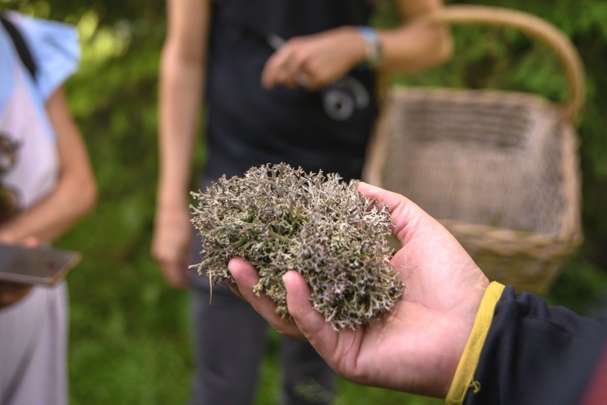 Mousse de chêne | Photo Gaia Menchicchi