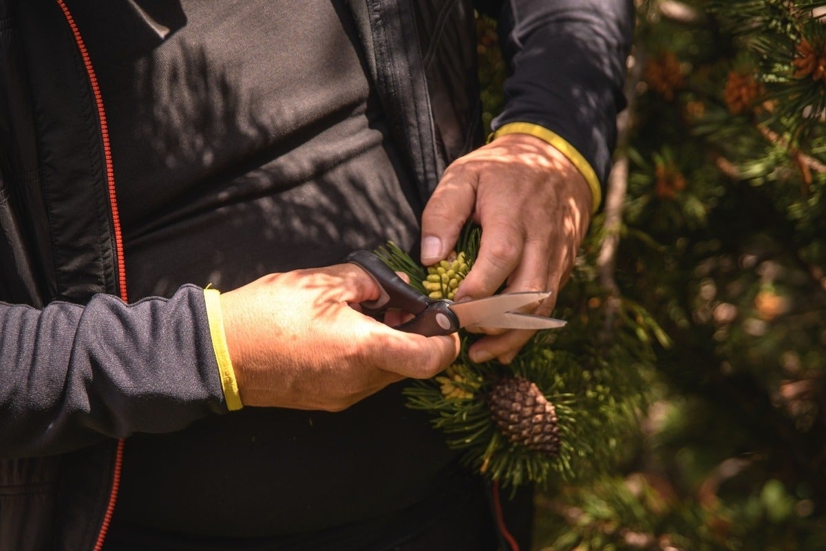 Les pommes de pin ponderosa | Photo Gaia Menchicchi