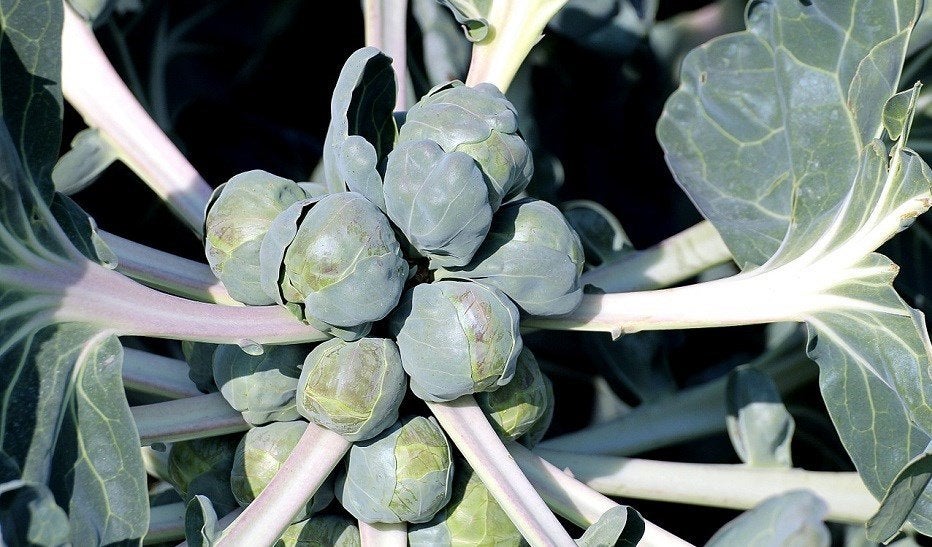 Choux de Bruxelles, la plante