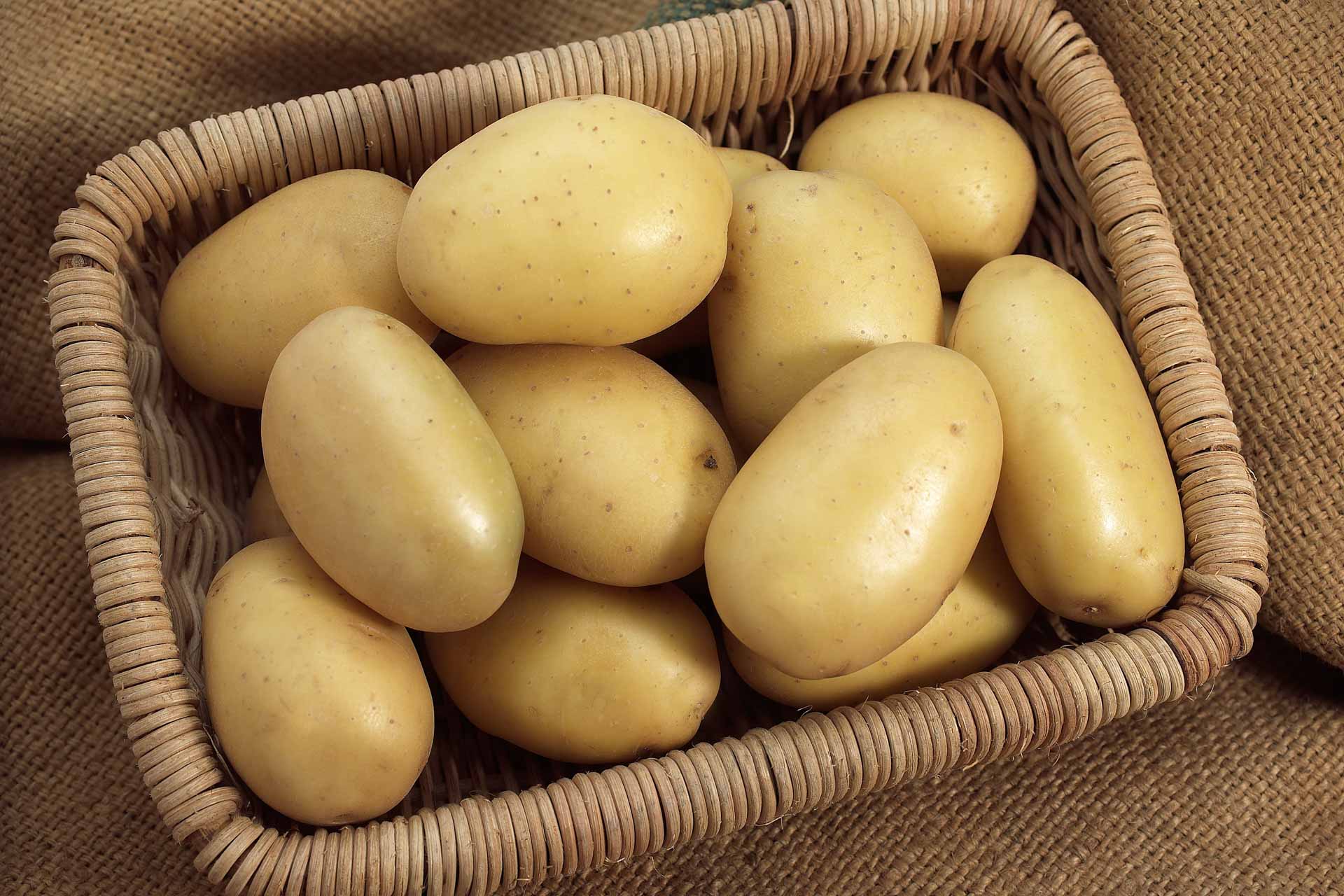 Pomme de terre Monalisa