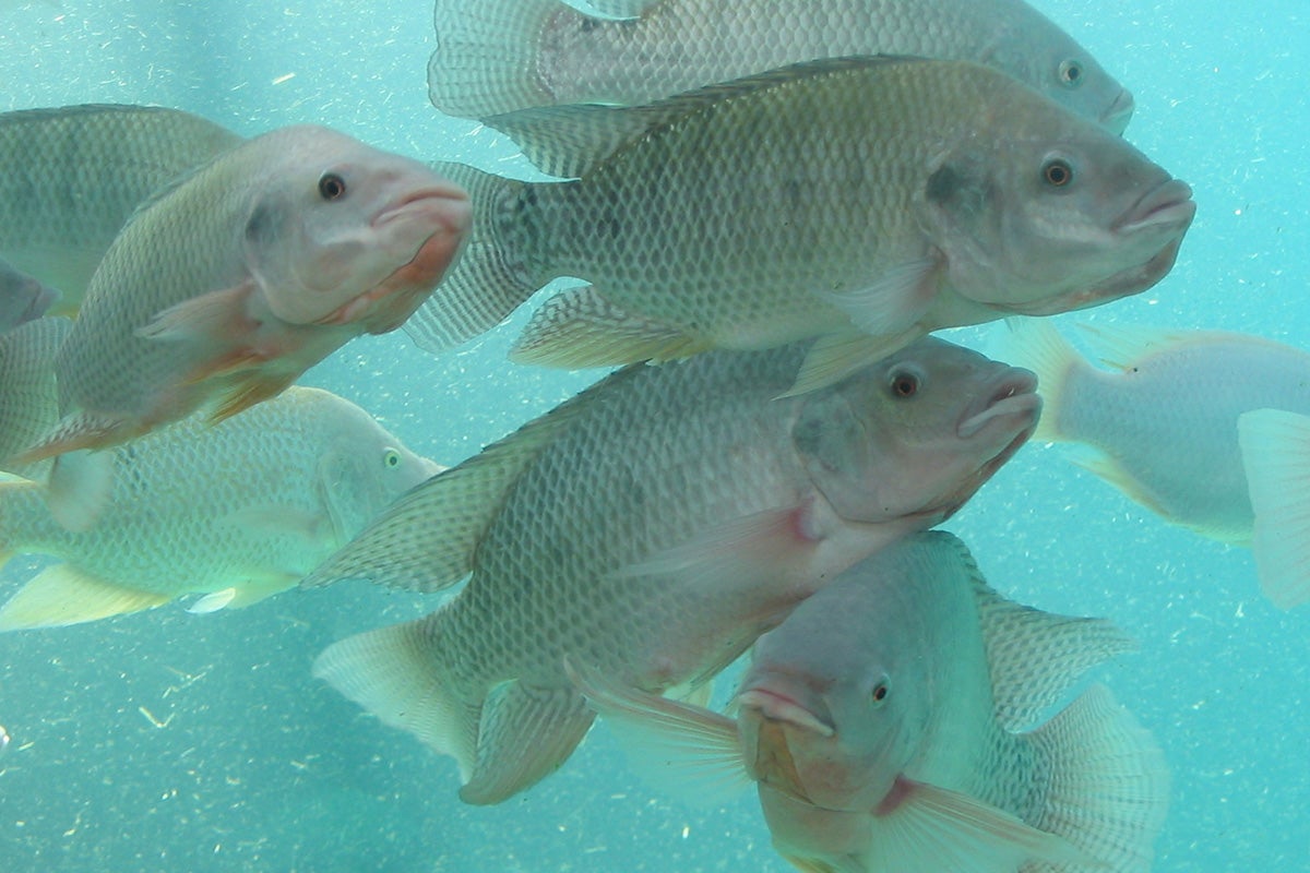 Flétan du Pacifique (pêche sauvage)