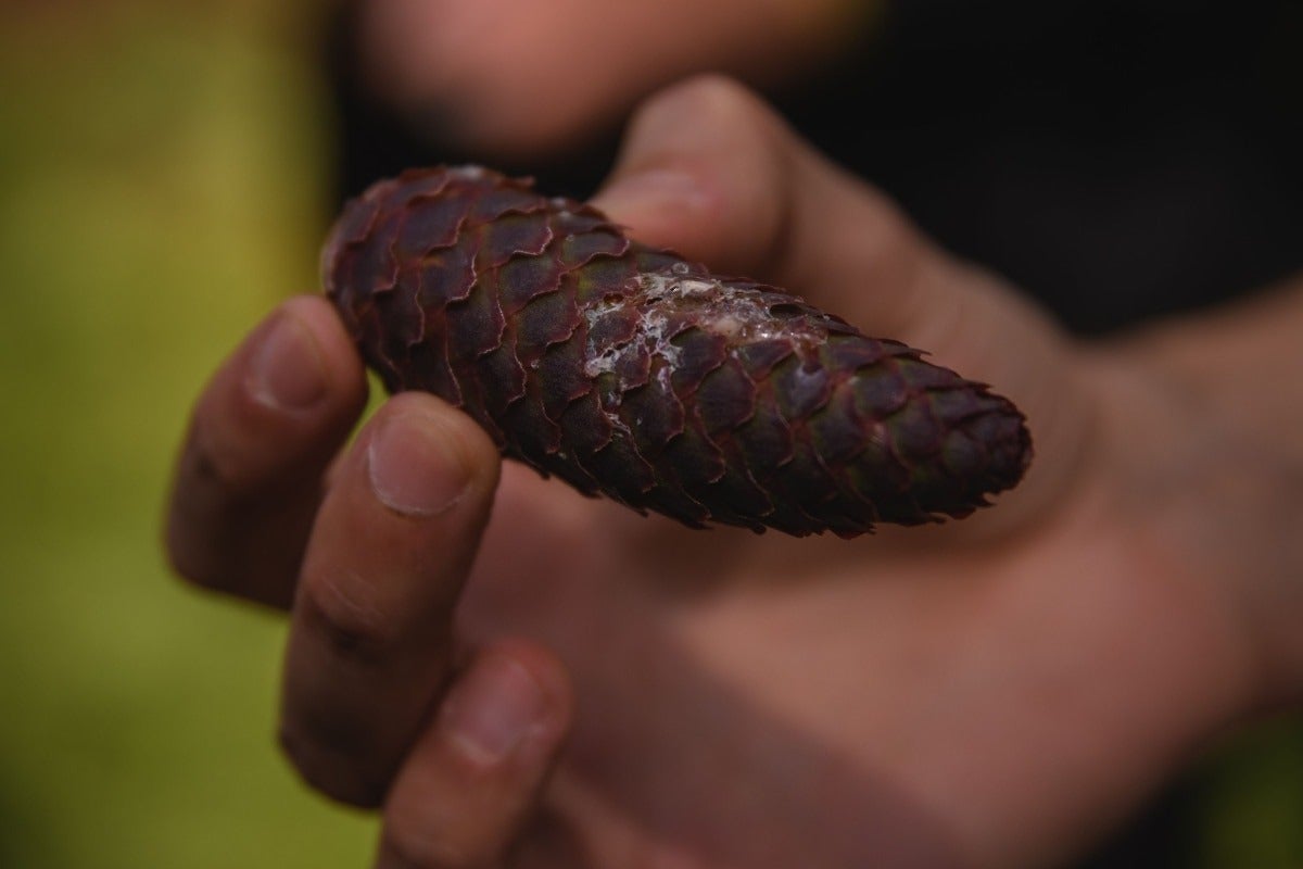 Epicéa : pomme de pin avec de la résine | Photo Gaia Menchicchi
