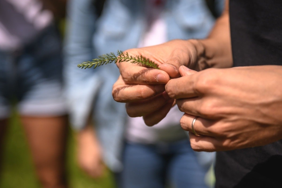 Achillée millefeuille | Photo Gaia Menchicchi