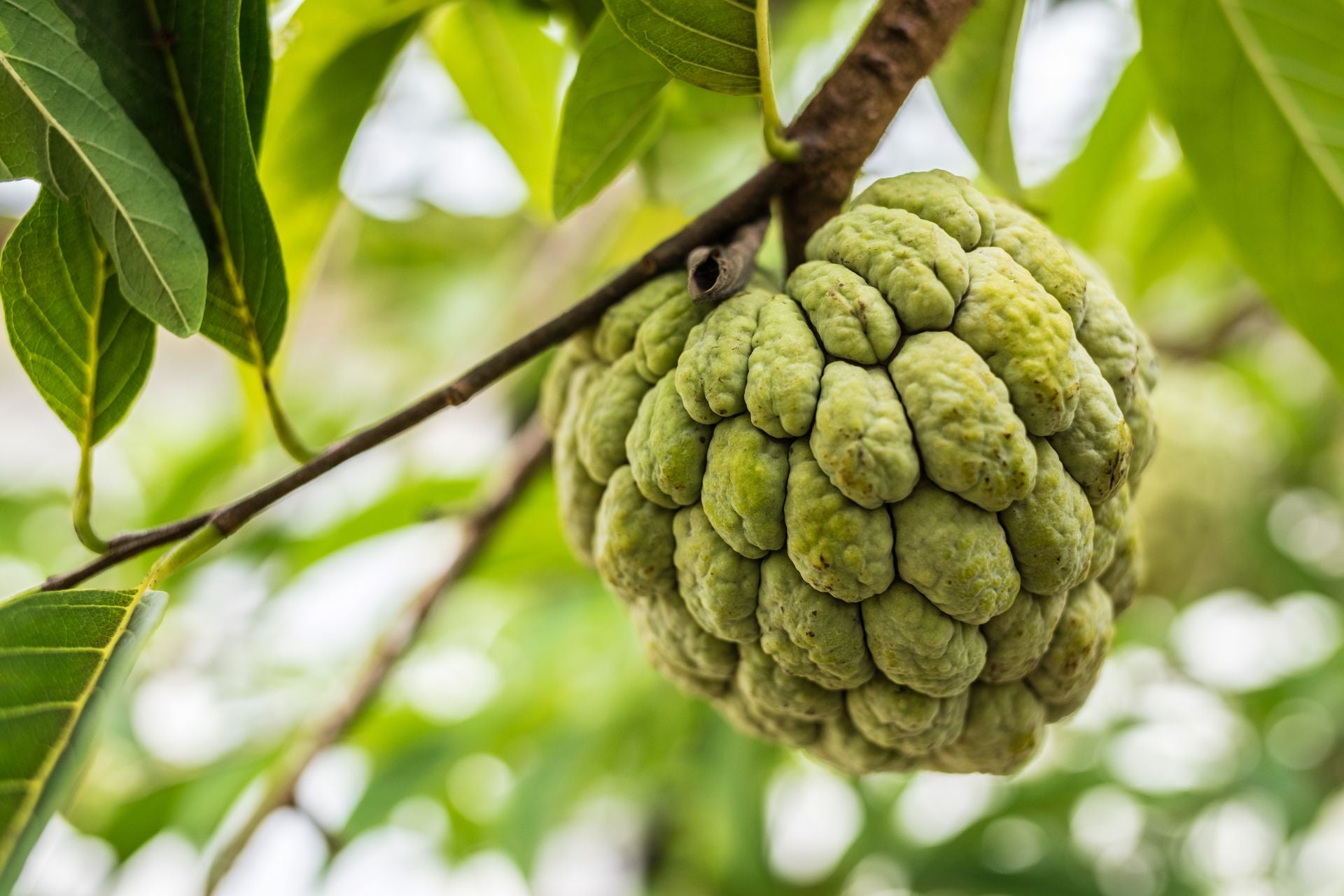 fruit de l'anone sur l'arbre