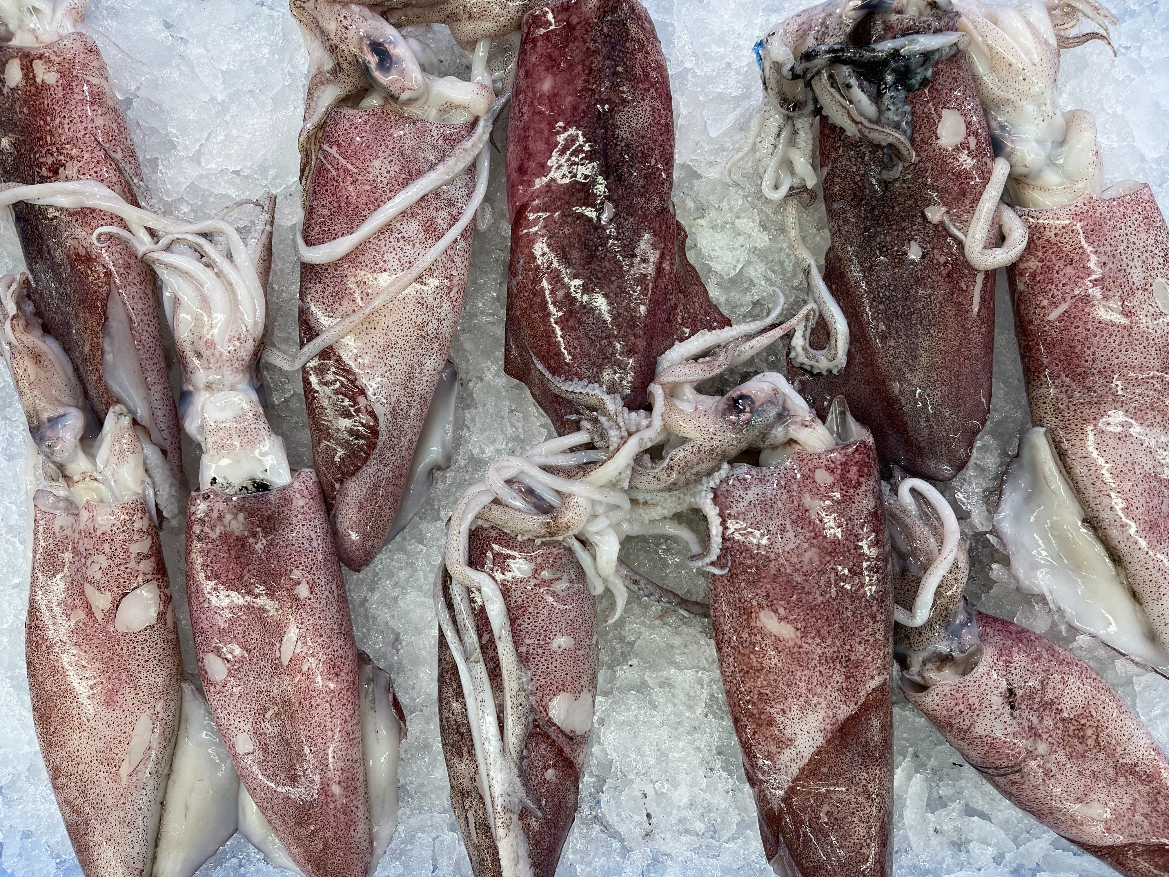 calamars