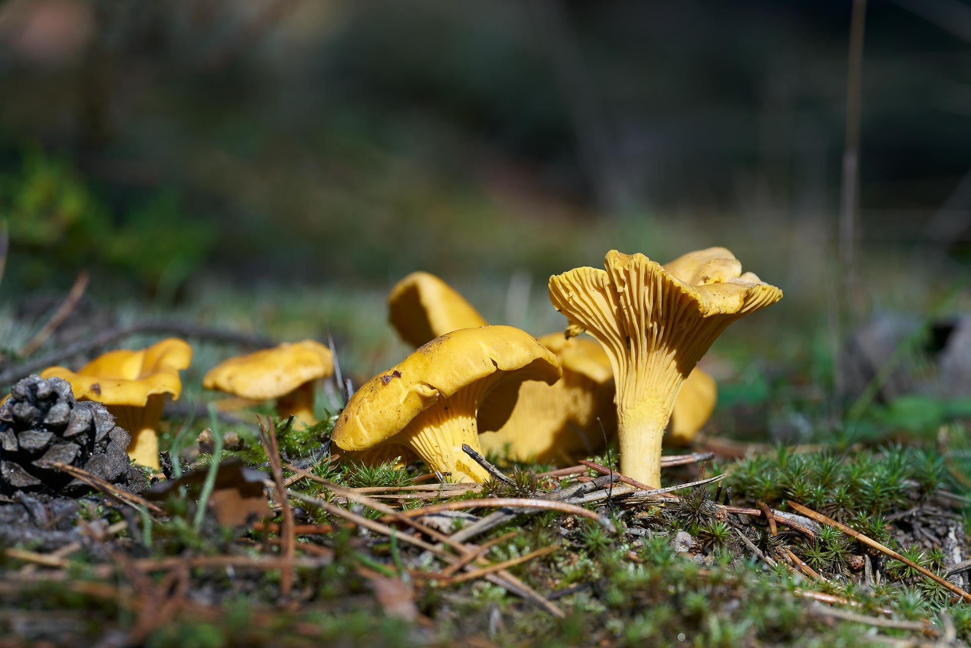 chanterelles