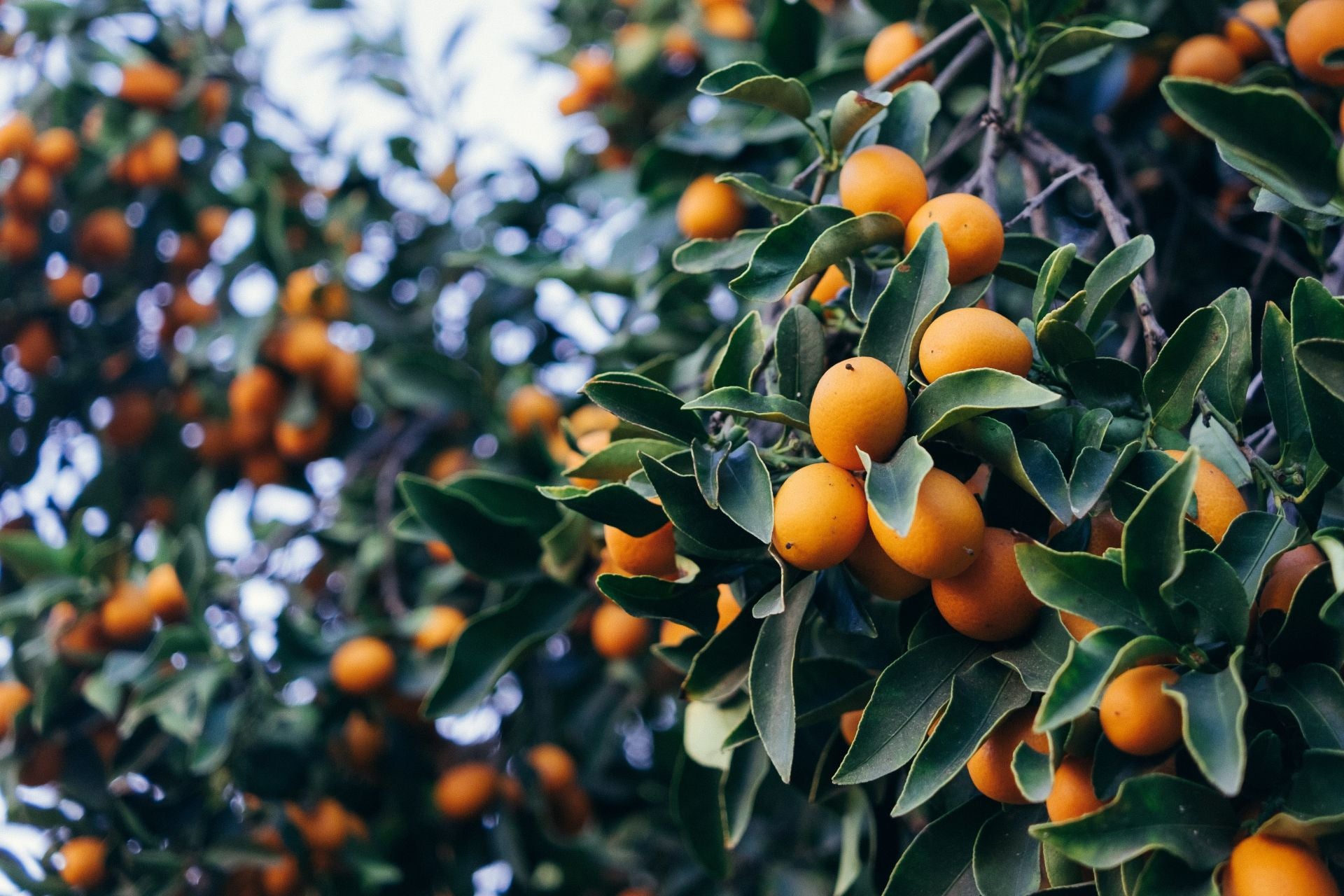 Chinotto