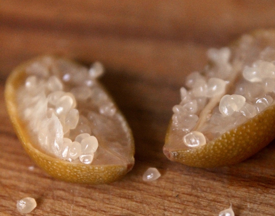 Citron caviar