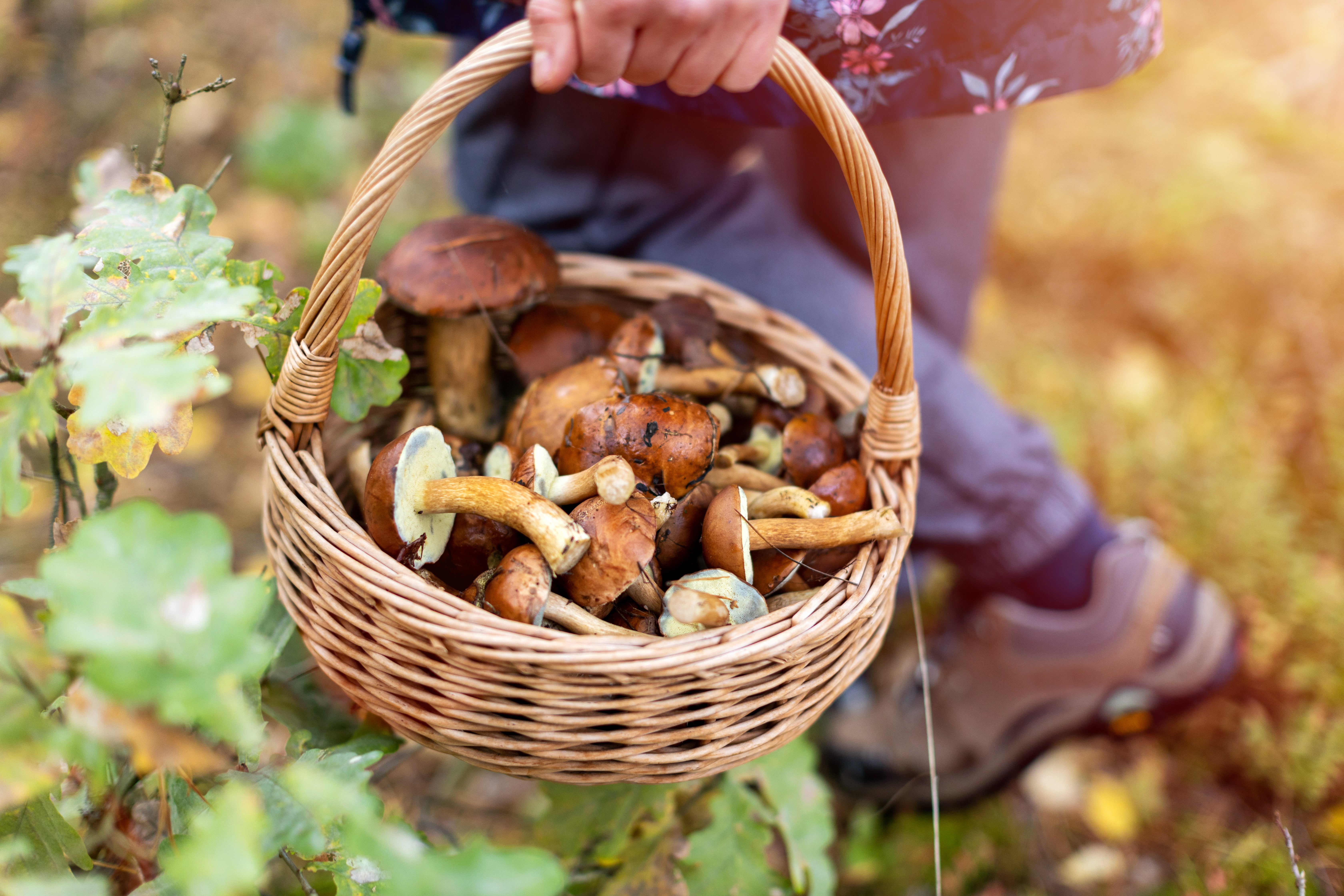 reconnaître un champignon comestible