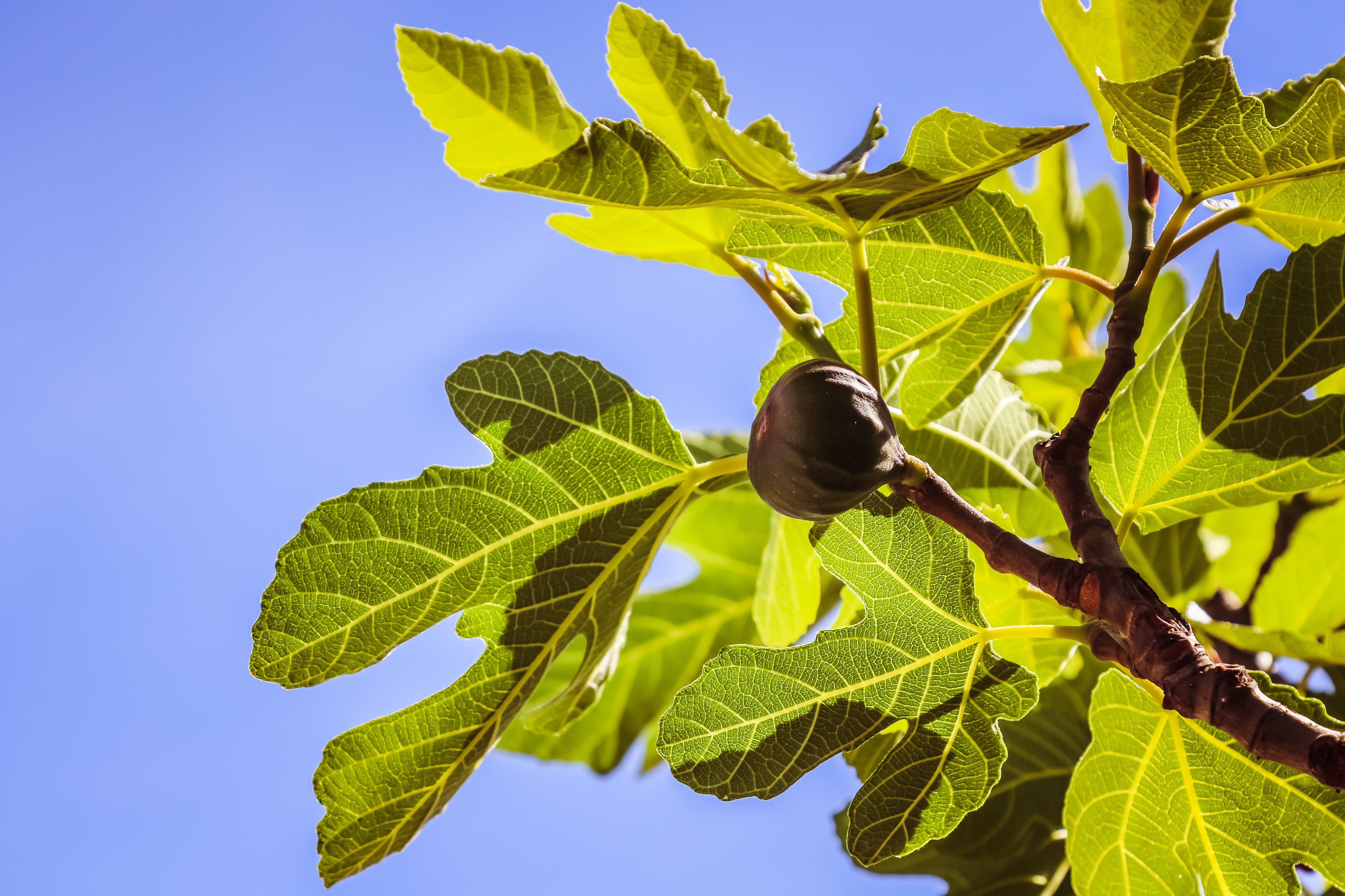 figue sur arbre