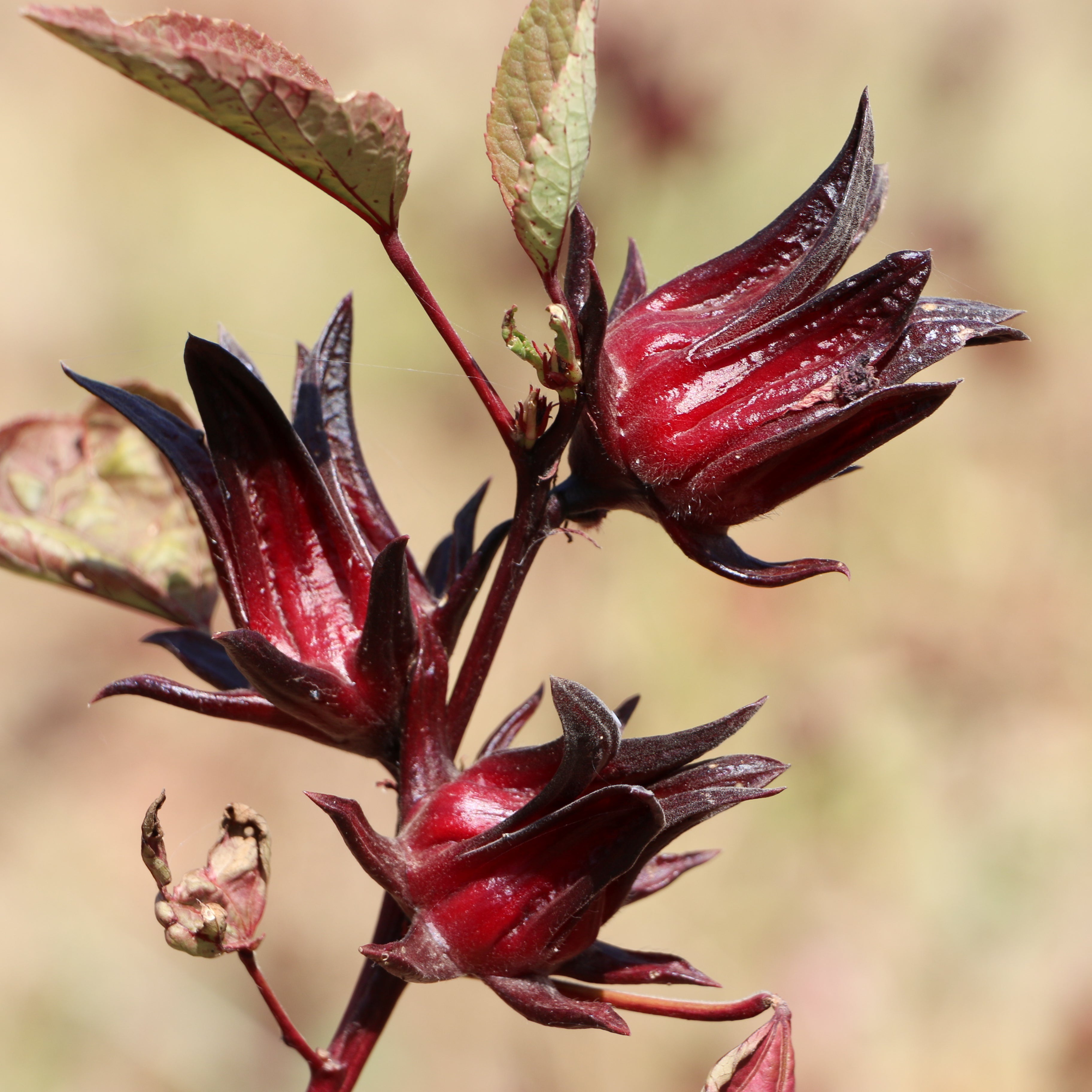 fleurs d'hibiscus