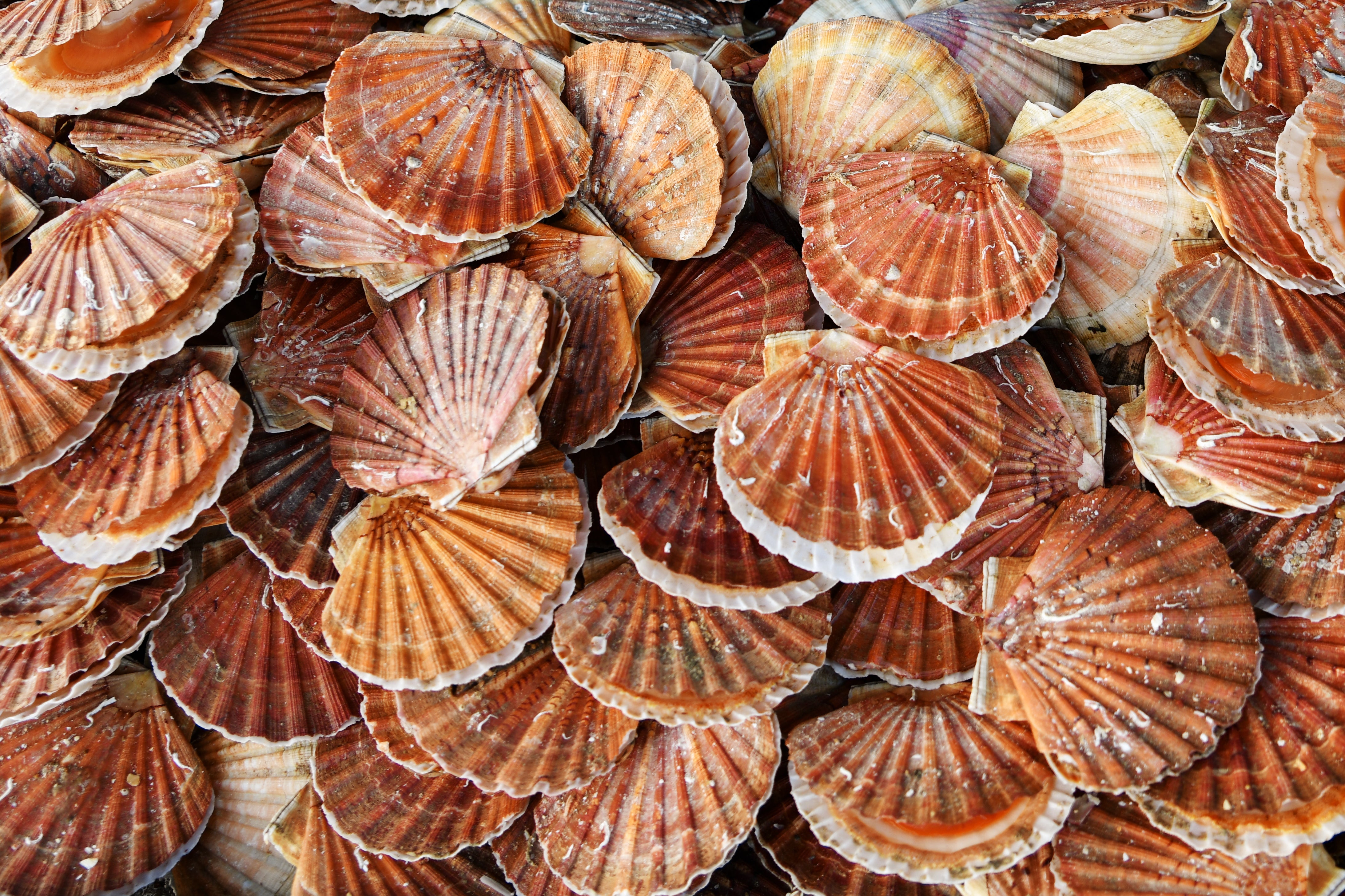 fruits de mer de saison - cocquilles saint jacques