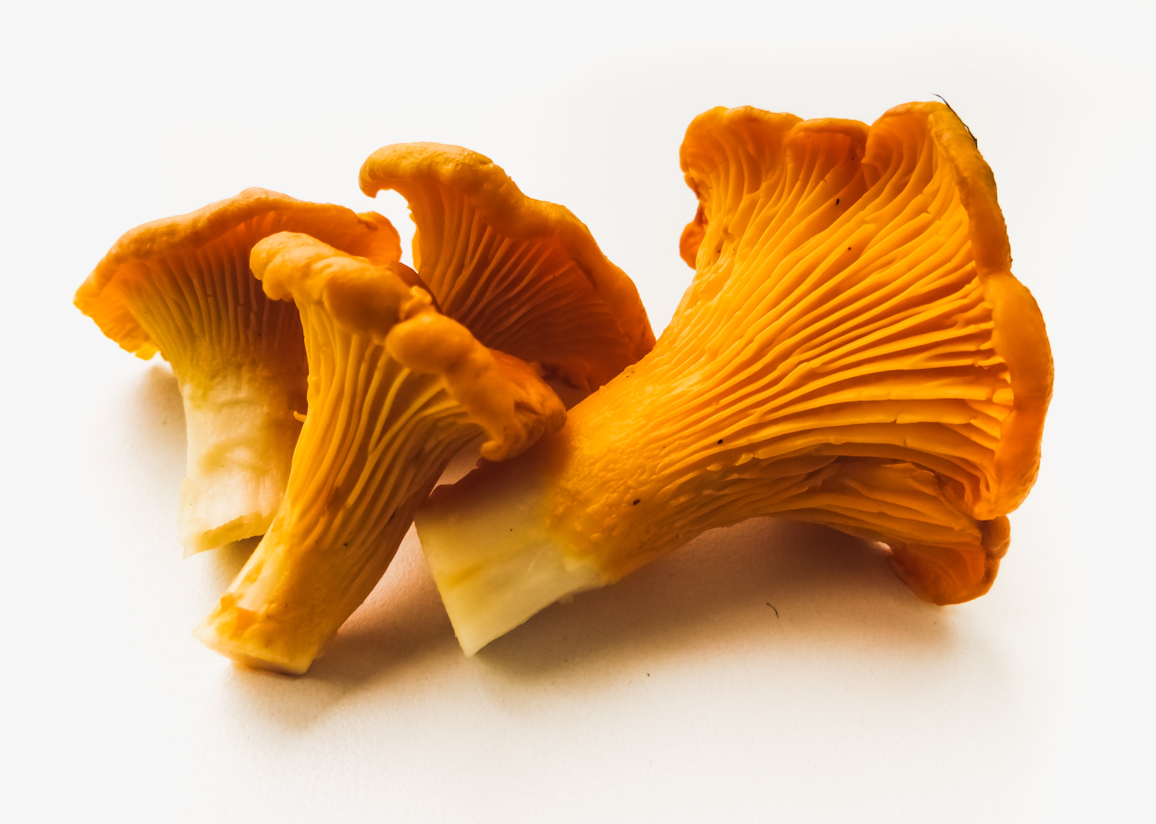 girolle