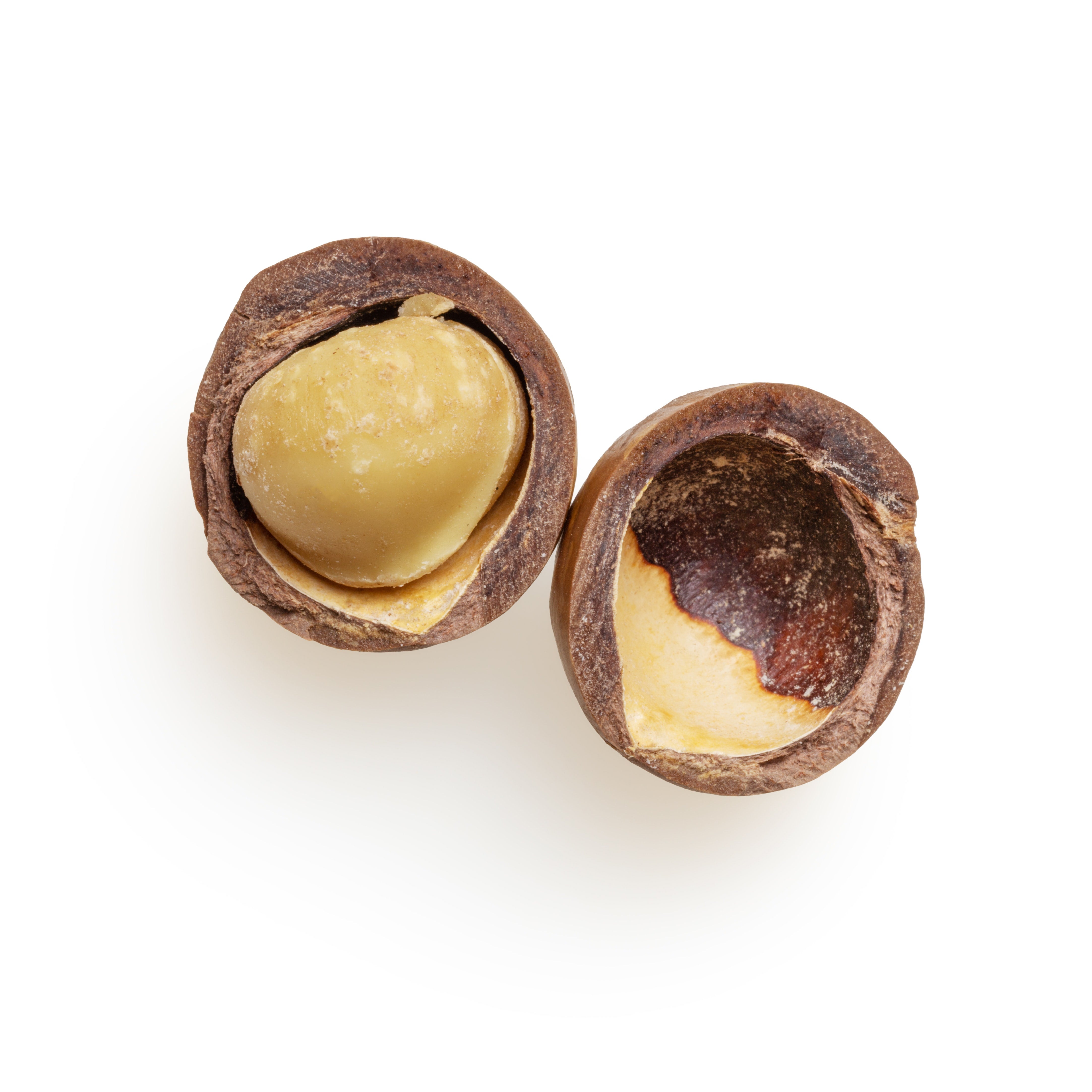 Noix de Macadamia