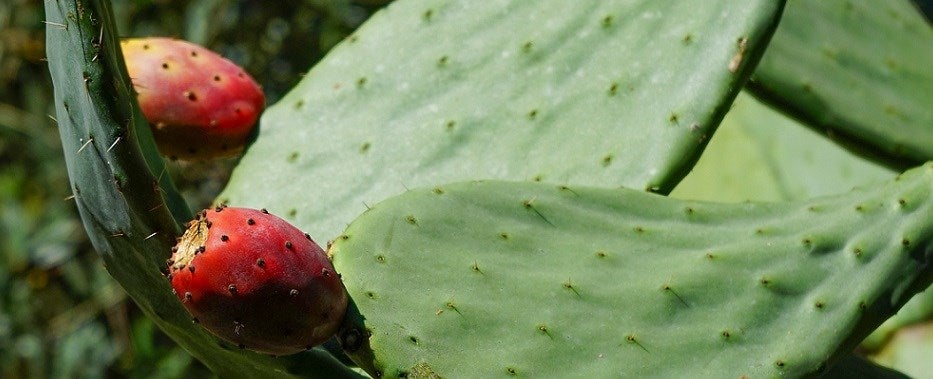 raquette de figue de barbarie