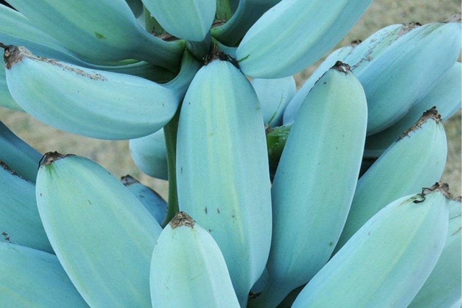 Banane bleu Java