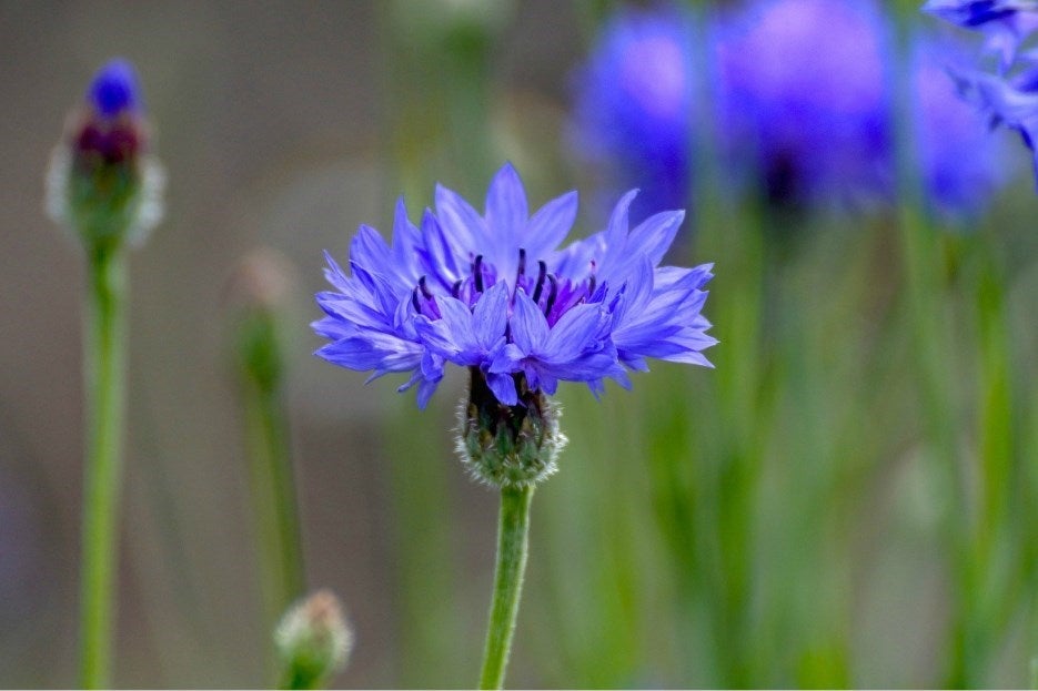 Bleuets