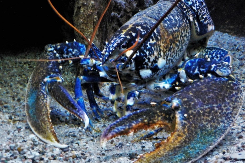 Homard Bleu