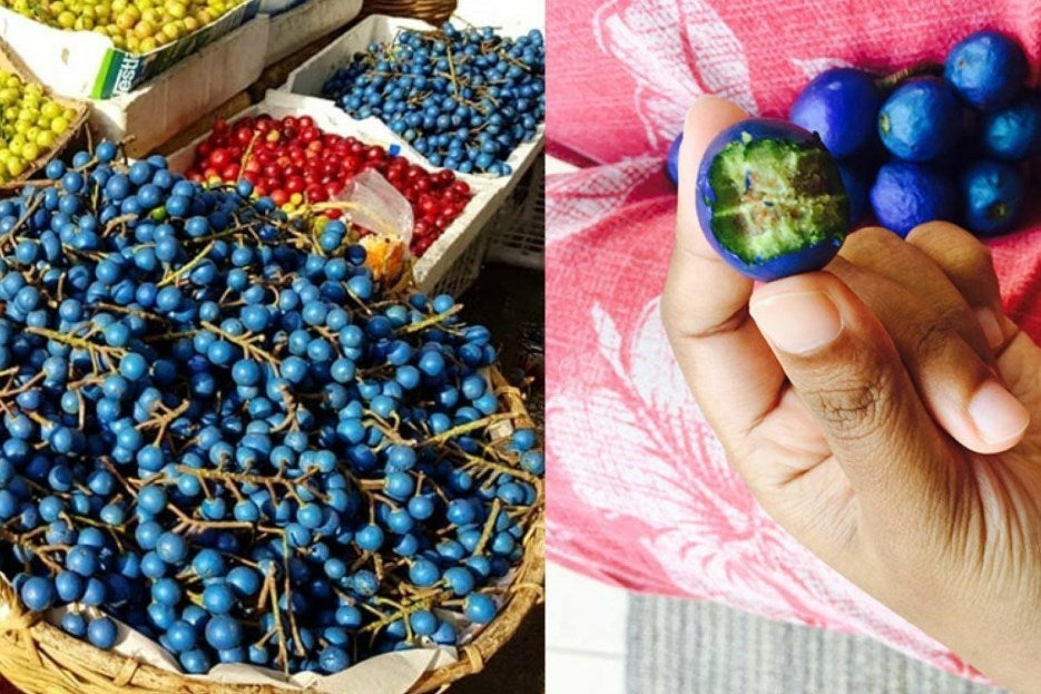 Olives bleu