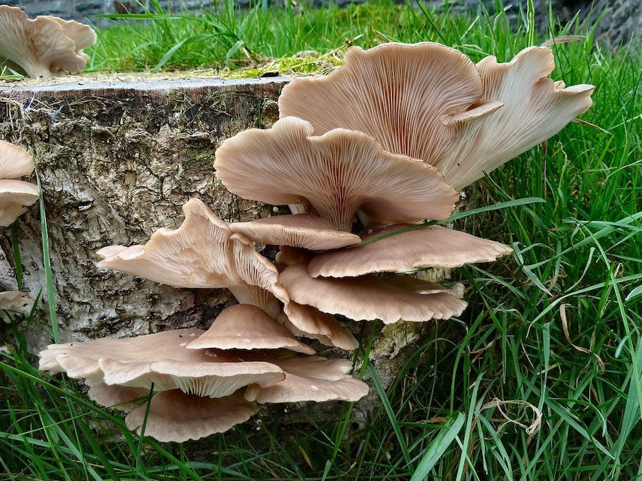 champignons pleurotes