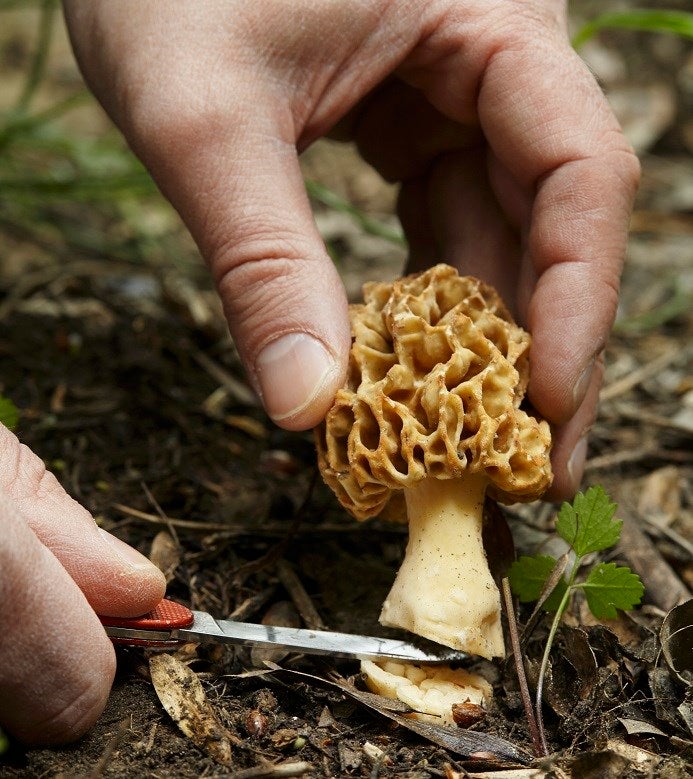 comment conserver morille