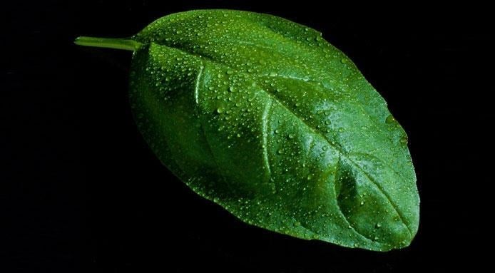 original_l-488-Basilic-Christopher-Irwin-1