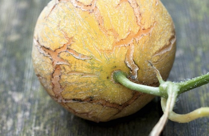 original_melon-aliments-ne-pas-mettre-frigo