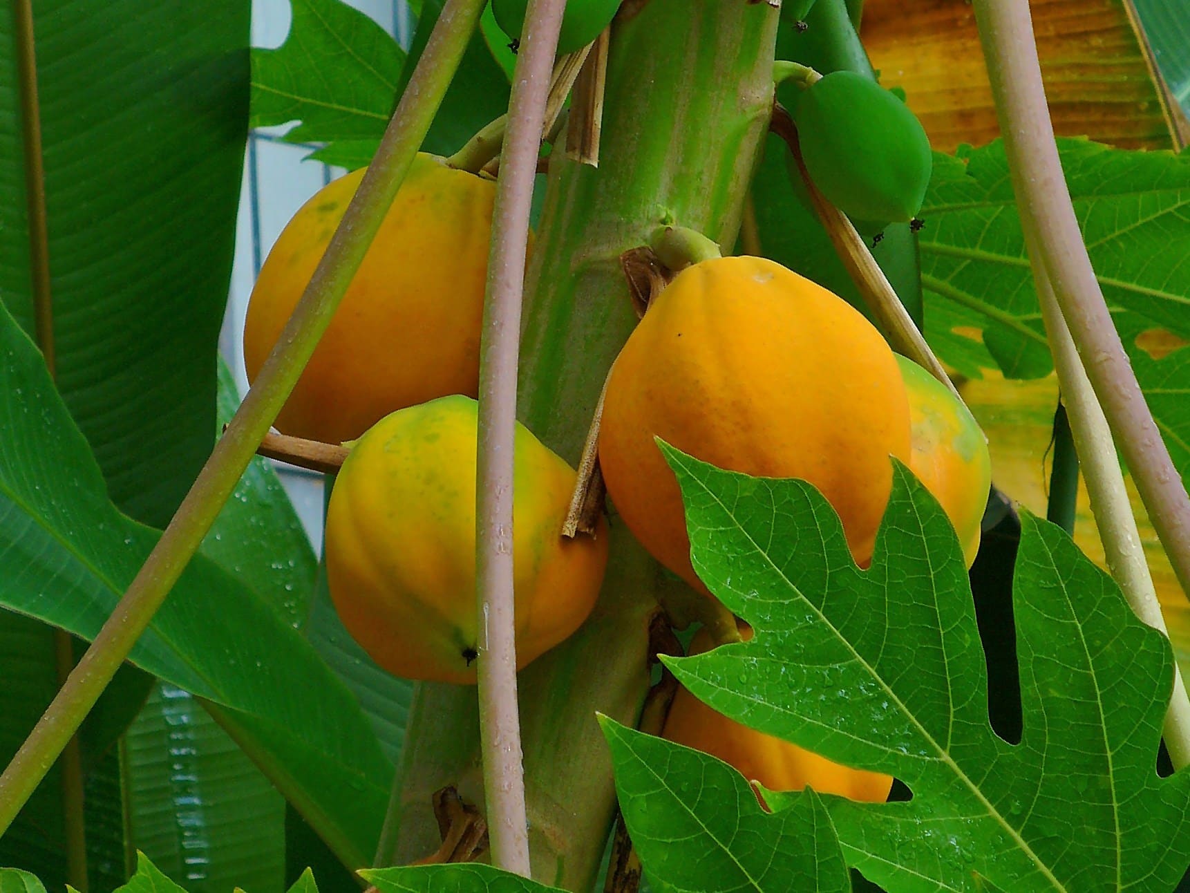 papaya sur l'arbre