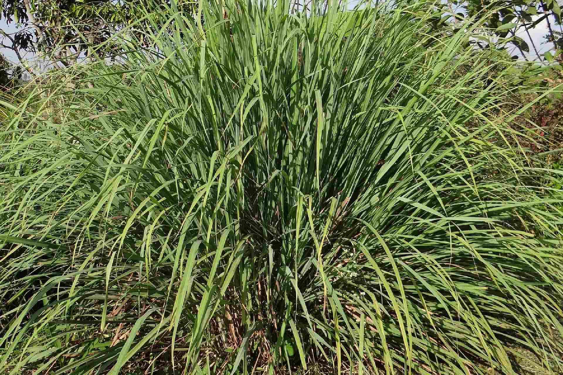 plante de citronnelle
