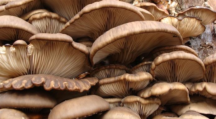 pleurote