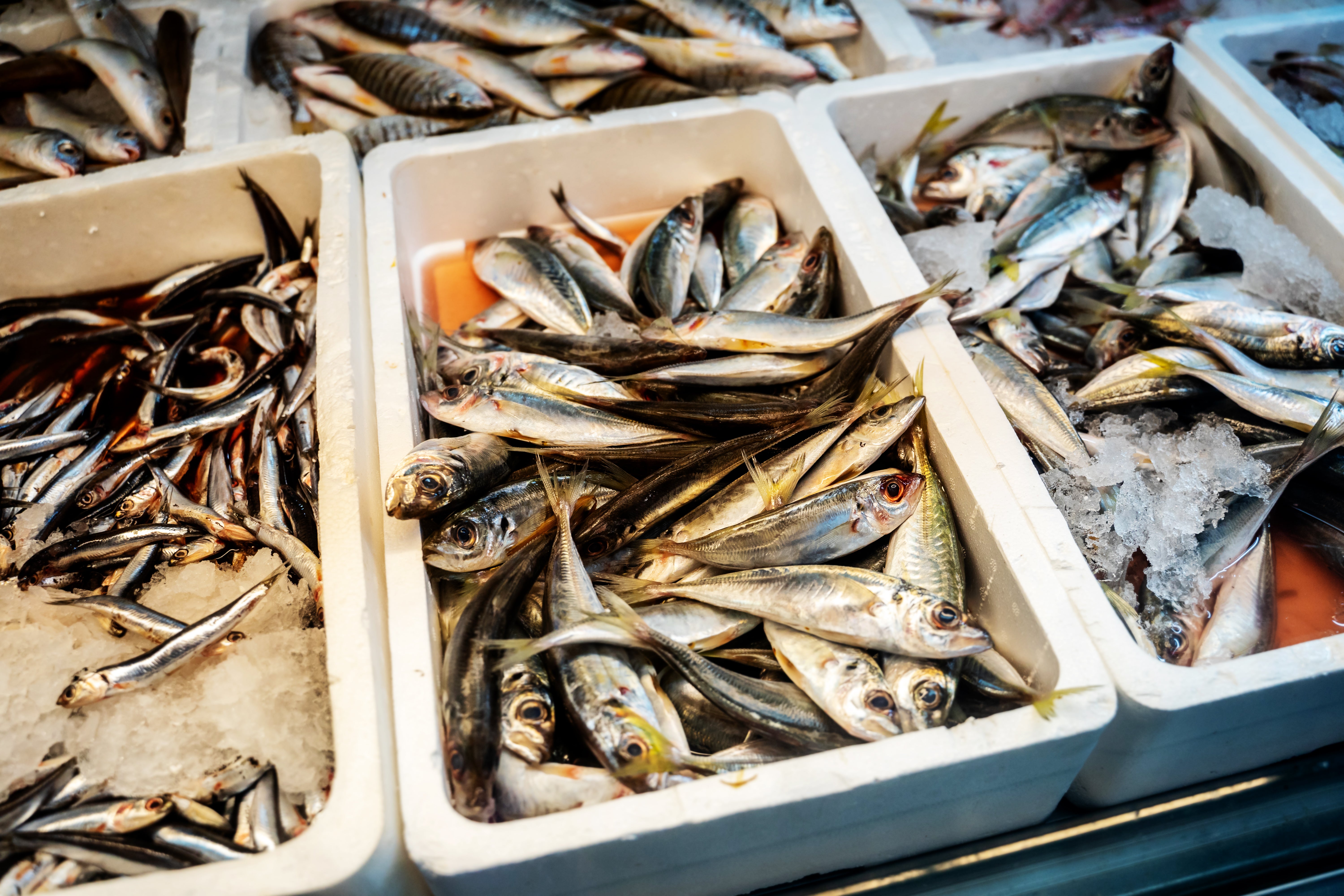 calendrier des poissons de saison