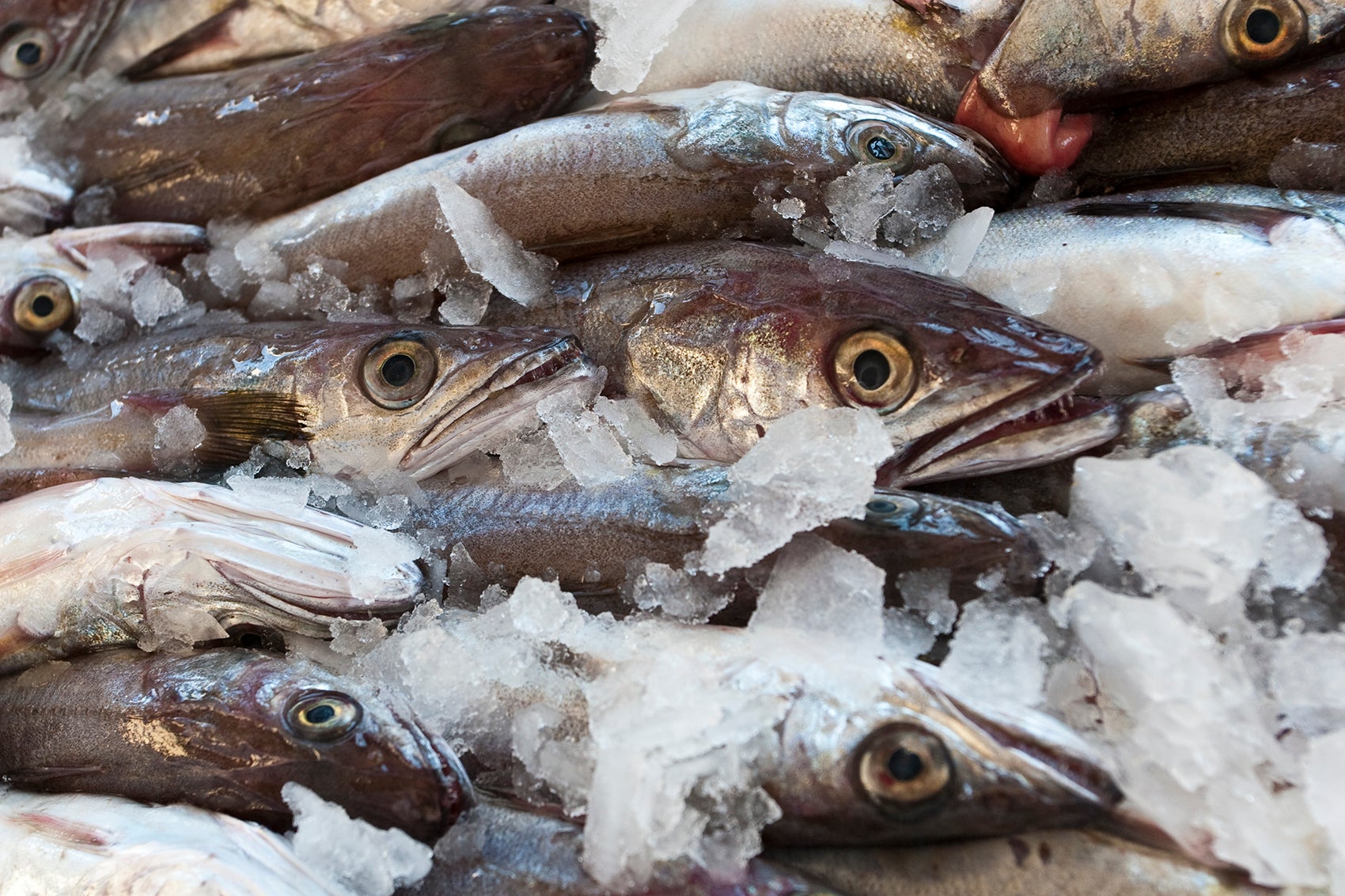 Poissons de saison