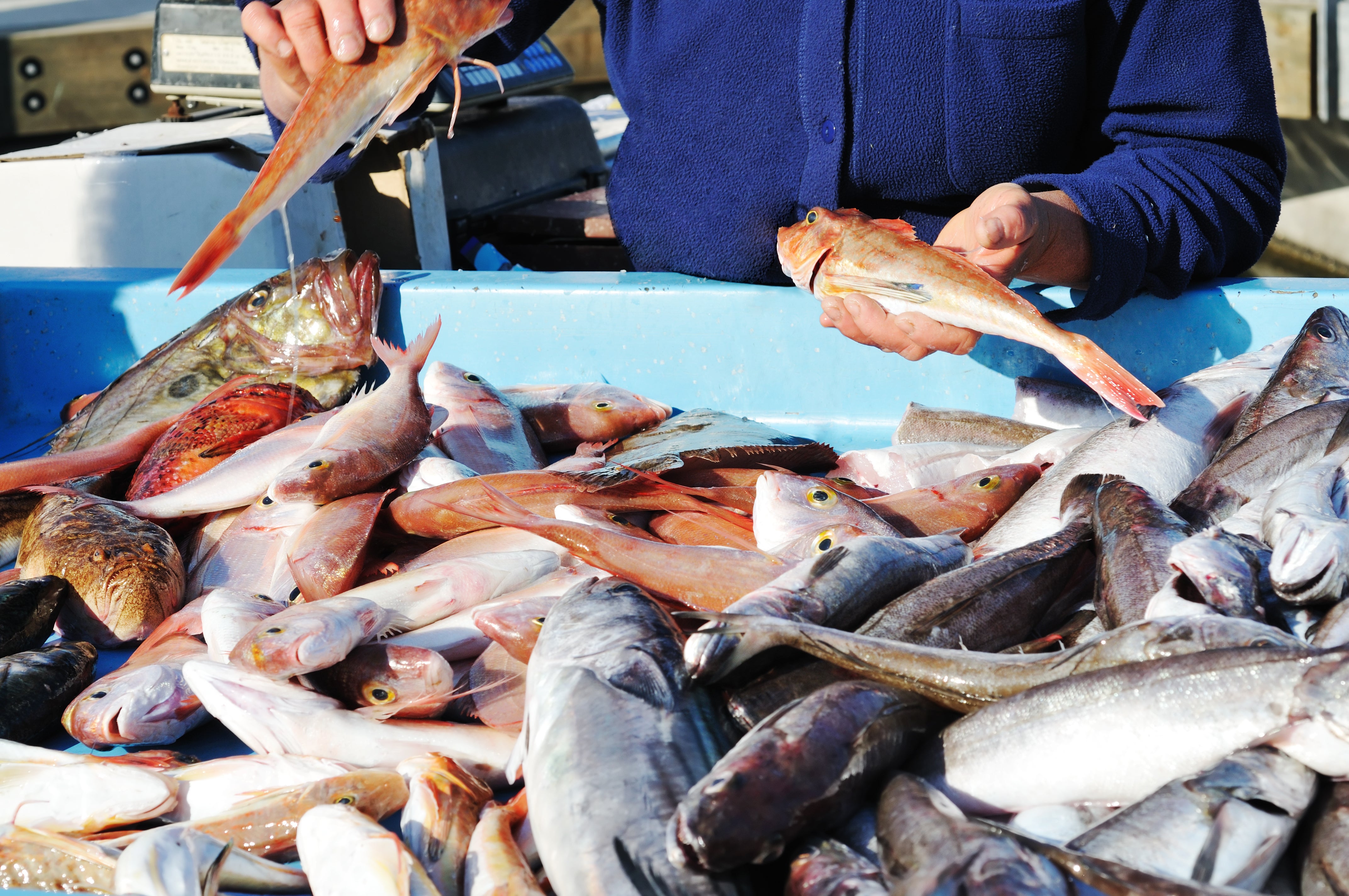 poissons de saison comment les choisir