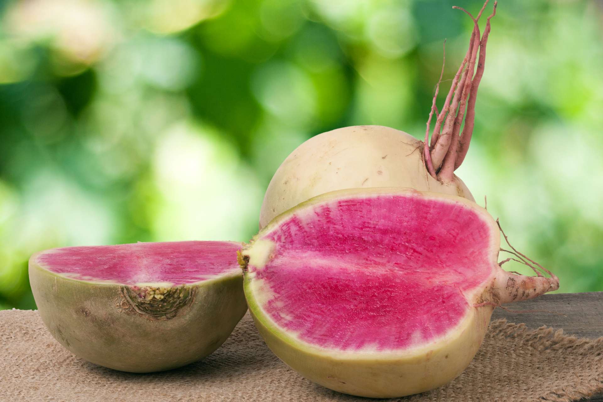 radis pastèque