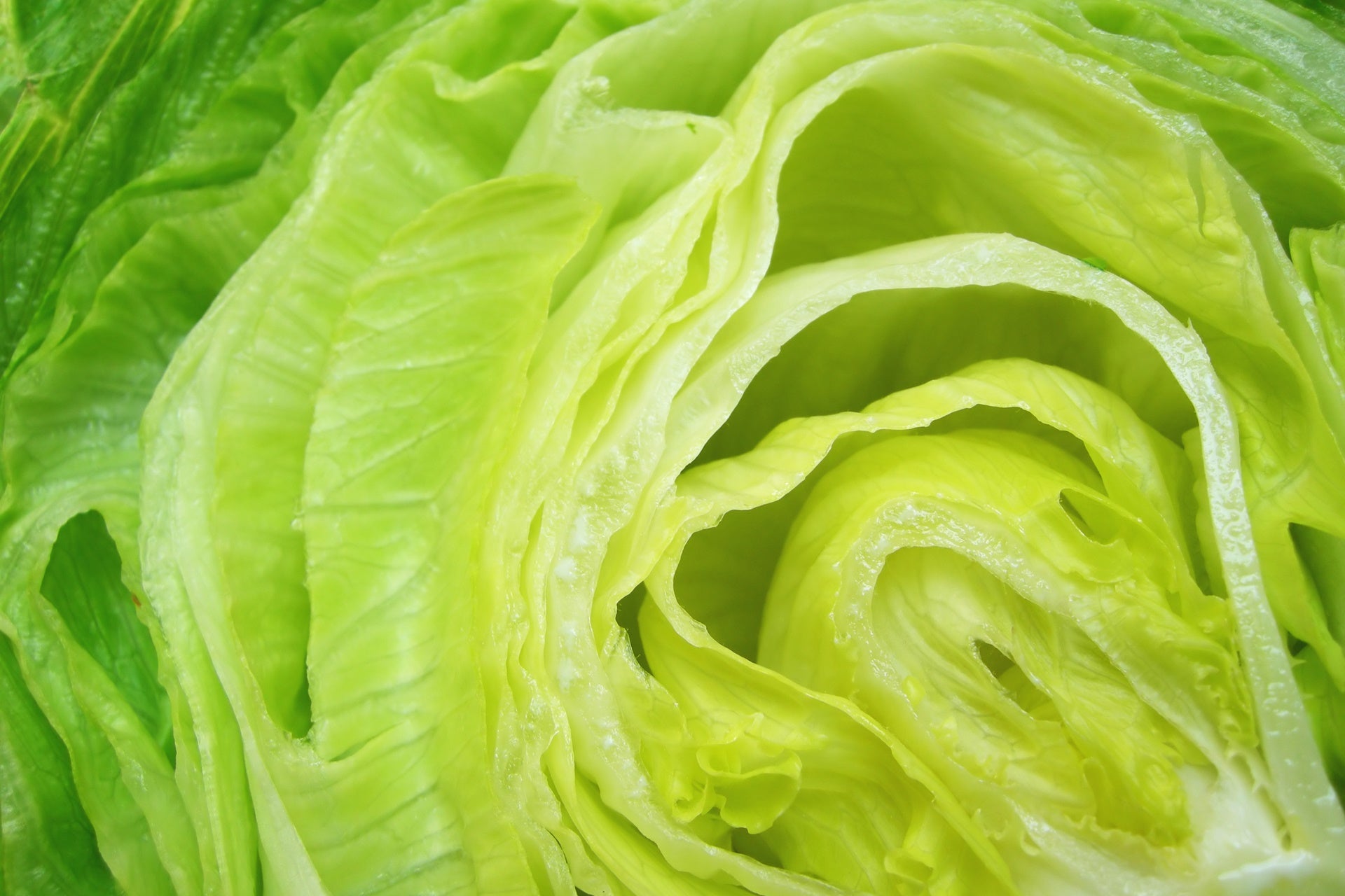 Iceberg