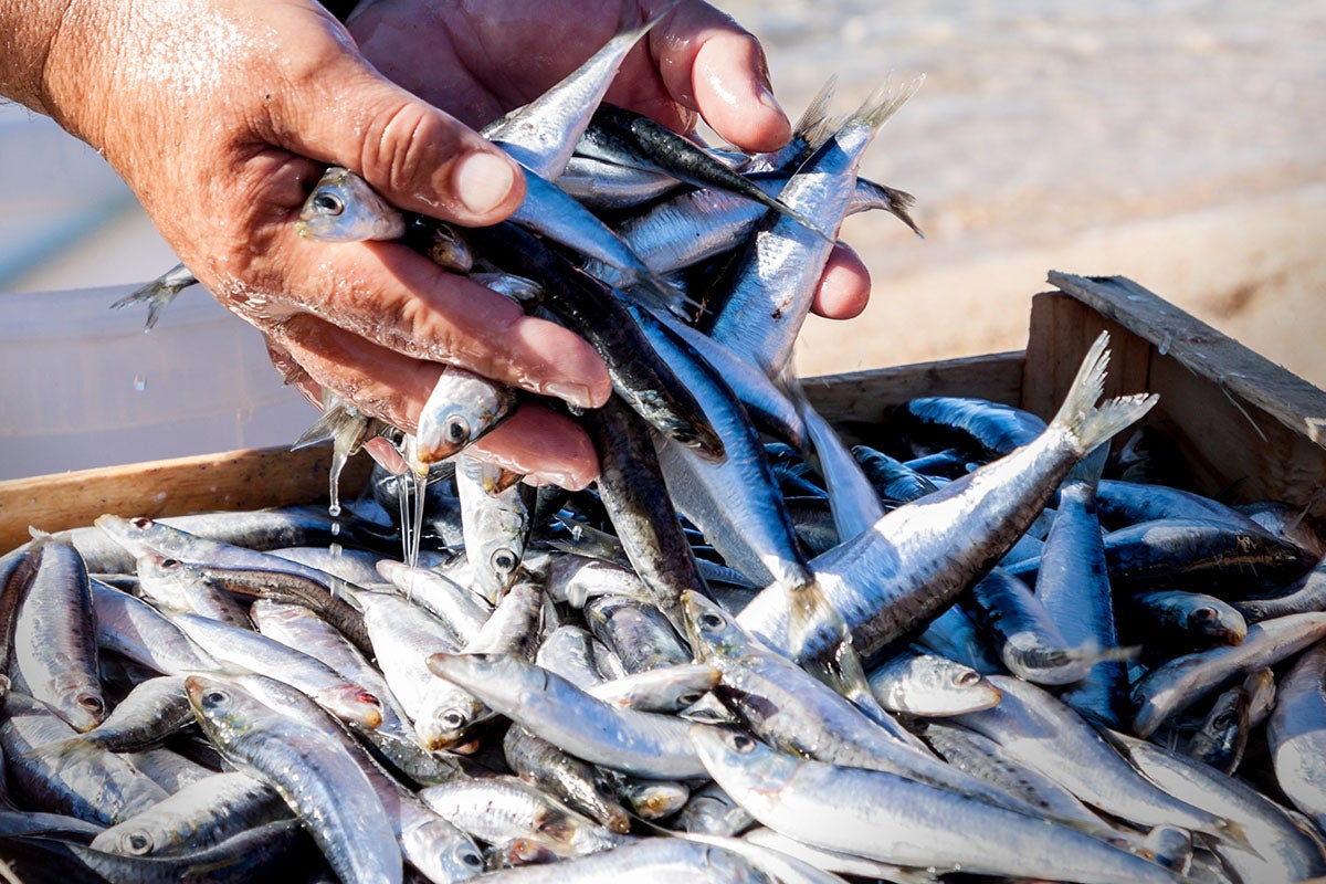 Sardines (pêche sauvage)