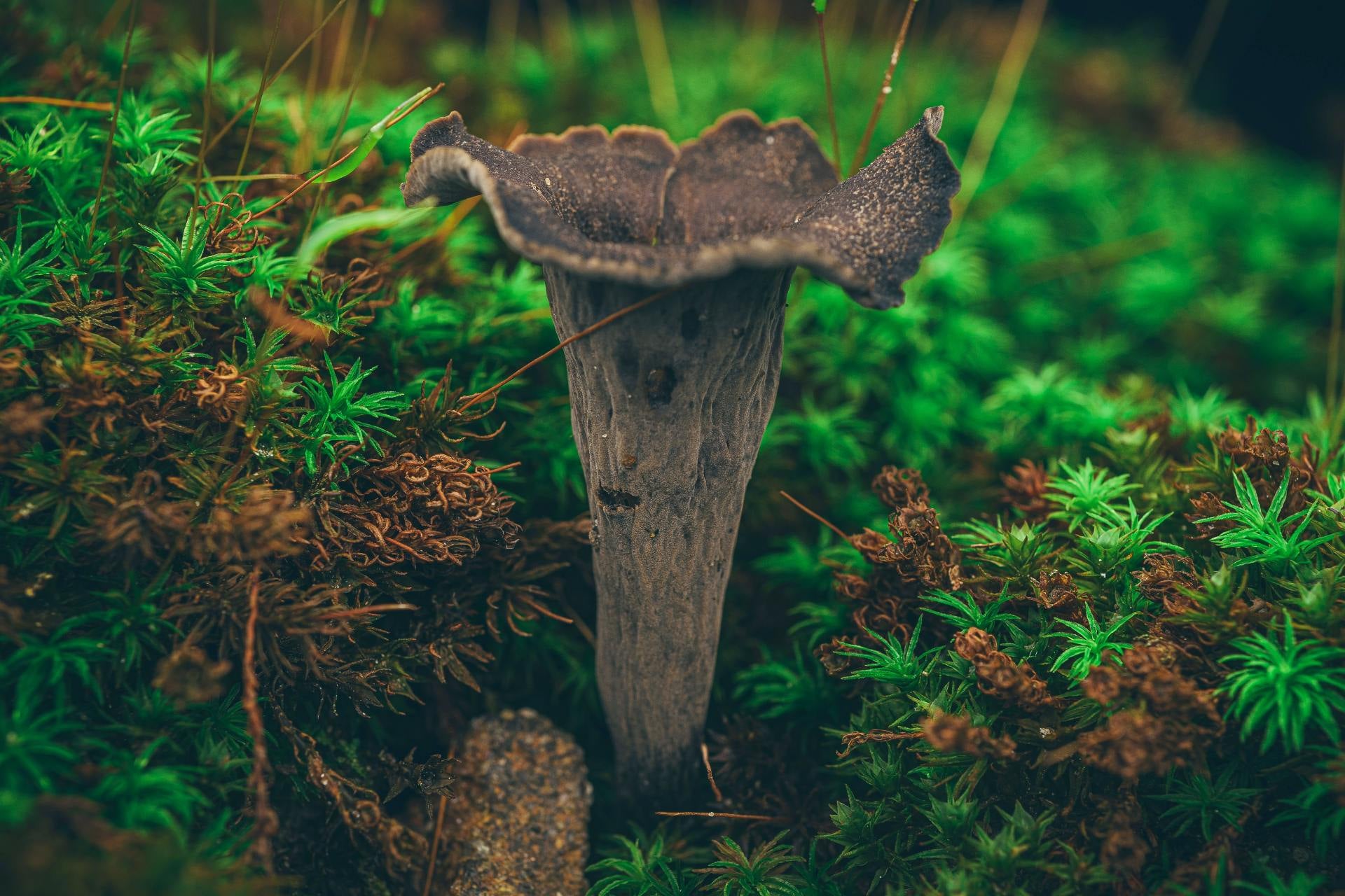 trompette de la mort