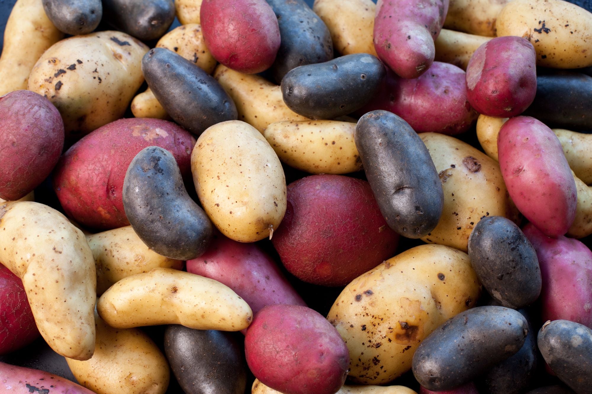 Variétés de pommes de terre