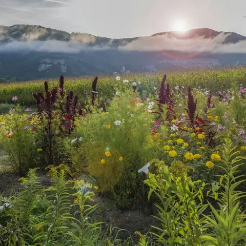 Champ de fleurs sauvages au lever du soleil, entouré de montagnes embrumées, offrant un paysage naturel paisible et coloré.