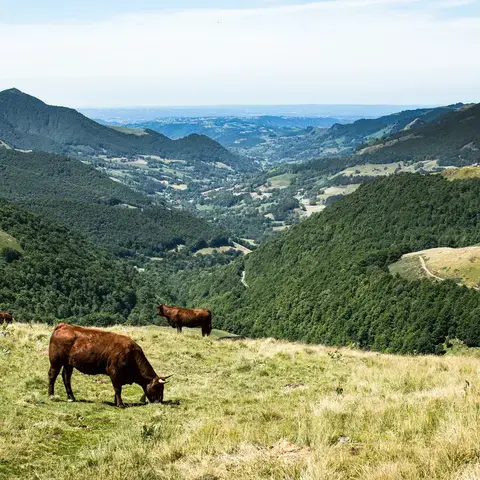 Cantal